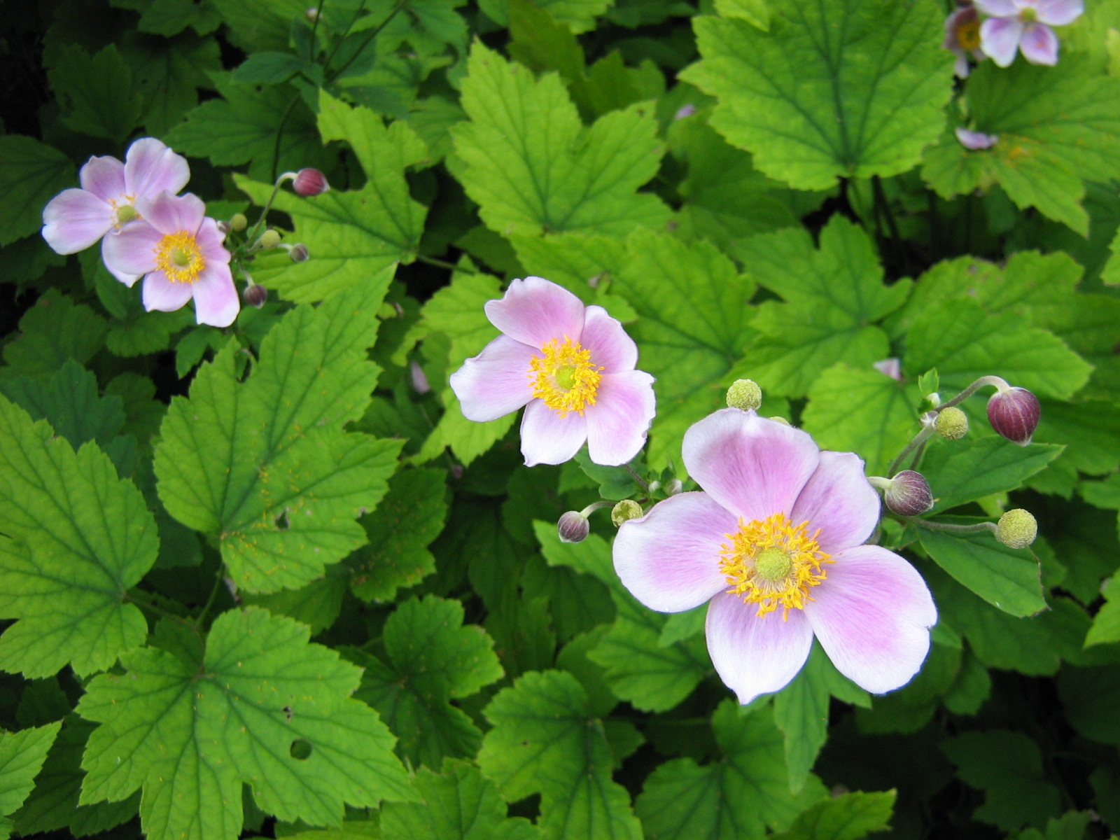 Anemone tomentosa Robutissima.jpg